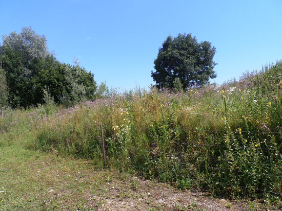 In der Bildmitte ein Zaun, auf dessen einer Seite die Vegetation sehr kurz abgefressen ist, auf der anderen Seite üppig hoch gewachsene blühende Hochstauden.