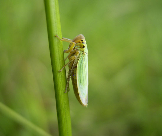Eine Binsenschmuckzikade (Cicadella viridis) klammert an einem Binsenstängel.