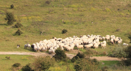 Eine knapp 100 Tiere umfassende Schafherde, die dicht am Wegesrand eines von nur wenigen Sträuchern besetzen Rasens steht. Links der Herde läuft der Hütehund, ein weiterer Hund liegt hinter der Herde.