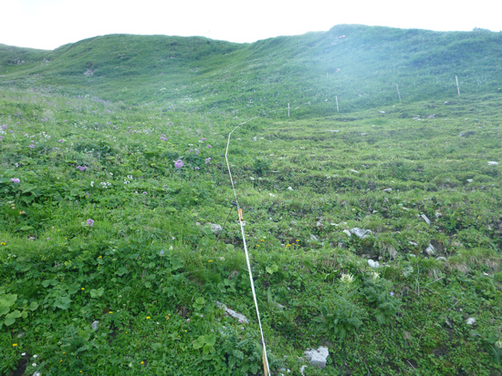 Auf einer Bergwiese verläuft ein elektrischer Zaun. Rechts davon wurde die Wiese bereits beweidet, auf der linken Seite ist der Pflanzenbewuchs höher und dichter.