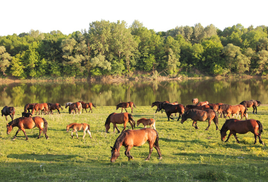 Eine große Pferdeherde mit über 20 Tieren und Jungtieren weiden am Ufer eines Flusses, auf der gegenüberliegenden Uferseite ist Auwald erkennbar.