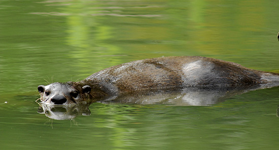 Fischotter im Wasser. Nur der nasse Rücken und der Kopf ragen aus dem dunklen Wasser; die runden Augen des Tieres schauen den Betrachter wachsam an. Der Körper des Otters spiegelt sich im Wasser.