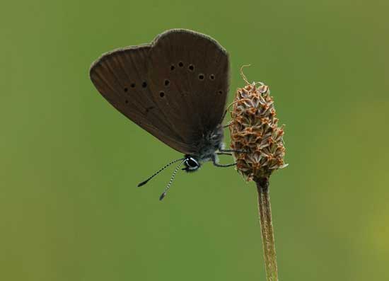 Ein kleiner Schmetterling sitzt mit gefalteten Flügeln auf einem verblühten Stängel.