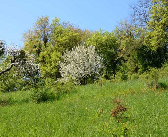 Eine Wiese grenzt an einen Waldrand mit vielfältigen Gehölzen, darunter ein weiß blühender Apfelbaum.
