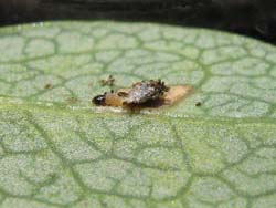 Nahaufnahme der Blattunterseite der Rauschbeere, in der Mitte schaut der vordere Körperteil einer kleinen Raupe aus einer Blattmine.
