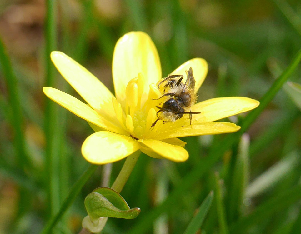 Eine Wildbiene sitzt in einer gelben offenen Blüte in einer Wiese.