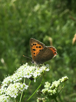 Foto eines Kleinen Feuerfalters an einer Blume (Foto: Katrin Schachtl).