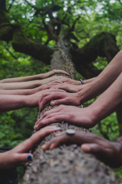 Hände, die einen Baum berühren (Foto: Shane Rounce/unsplash).