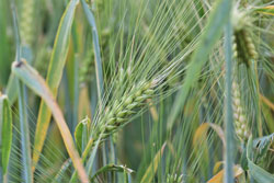 Ähre von Winterweizen im Feld (Foto: Pitsch/Pixabay).