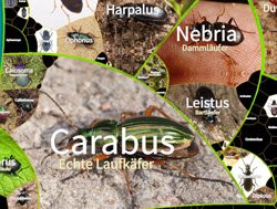 Ausschnitt aus der Übersicht der Gattungen innerhalb der Carabidae (Laufkäfer).