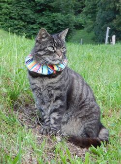 Katze mit der farbigen Halskrause, wie in der Studie verwendet (Foto: © Madeleine Geiger/swild.ch).