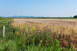 Blumen, vergrößert unter einer Lupe (Foto: Jade/Pixabay).