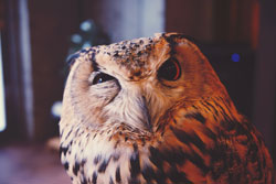 Greifvogel, der eine Grimasse zieht (Foto: Joe Green/unsplash).