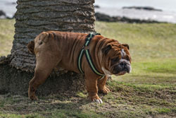 Bulldogge markiert Baum (Foto: Sergio Arteaga/unsplash).