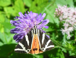 Großaufnahme eines farbenprächtigen Schmetterlings, dessen Vorderflügel schwarz mit weißen Streifen und die Hinterflügel orange mit schwarzen Flecken sind.