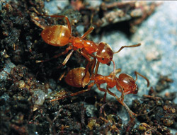 Zwei hellgelbe Ameisen auf der Bodenoberfläche.