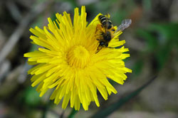 Formatfüllende Aufnahme einer Löwenzahnblüte mit einer Sandbiene (Andrena).