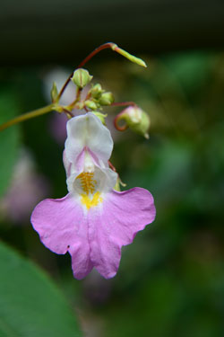 Nahaufnahme einer Springkraut-Blüte.