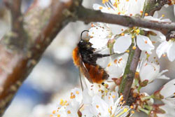 Eine Wildbiene sitzt auf einer Schlehenblüte.