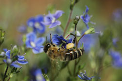 Biene an Ehrenpreisblüte