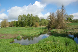 Gehölzreiche Wiesenlandschaft mit durch Biber aufgestauter Wasserfläche. Randlich eine Gruppe abgestorbener Fichten.