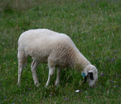 Schaf mit schwarzem Fleck um die Augen, fressend auf einer artenreichen Weide.