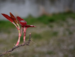 Großaufnahme der Fallopia japonica