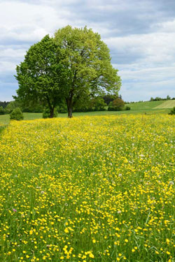 Baum auf gelb blühender Wiese