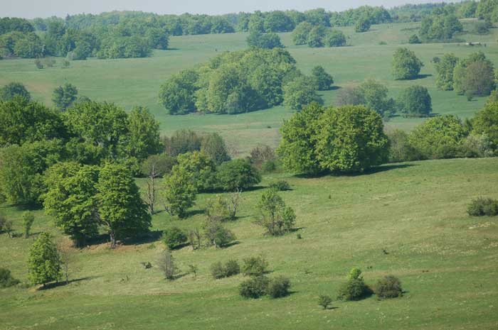 Grünland-Landschaft mit eingestreuten Einzelbäumen und Gebüschen.