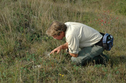 Ein Flechtenexperte kniet in der Vegetation und schaut nach bodenbesiedelnden Flechtenarten.
