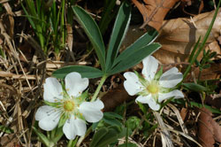 Nahaufnahme zweier weißer Blüten einer Art mit einem geteilten, behaarten Blatt.