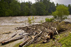 Hochwasser an der Iller mit Treibgutsaum vor einzelnen Gebüschen am Ufer. Im Hintergrund der Fluss vor einem Waldrand.