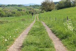 Mittelgebirgslandschaft mit einem zweispurigen Feldweg und beiderseitig blütenreichem Saum sowie einem zentralen Grünstreifen.