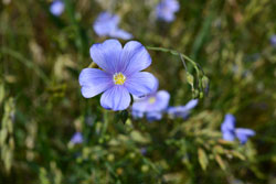 Nahaufnahme einer tiefblauen Leinblüte.