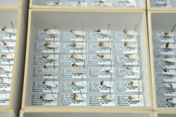 Blick in eine modular aufgebaute wissenschaftliche Belegsammlung von Stechmücken. Reihenweise sind genadelte und etikettierte Stechmücken in einem Kästchen.