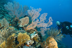 Ein Taucher schwimmt neben einem mit zahlreichen Lebewesen besiedelten tropischen Korallenriff.