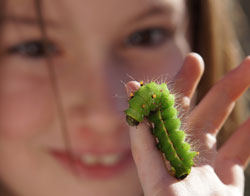 Eine große grüne Raupe klettert an einem Kinderfinger herum und wird von hinten von einem Kind (unscharf im Hintergrund) beobachtet.