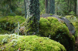 Vor mehreren dicken Baumstämmen liegen große Steinblöcke auf dem Boden, die dick von einer Moos- und Flechtenschicht überwachsen sind.