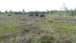 Blick auf eine Hochmoorweite mit einigen Birken und Kiefern im Mittel- und Hintergrund. Die Fläche ist geprägt von wechselnden Flecken von blühender Besenheide und grasigen Stellen. Am Horizont ragt ein Kirchturm heraus.