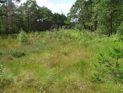 Streifenförmiger Offenlandbereich eines Moores mit einzelnen kleinen Gehölzen, der von einem Kiefern-Birken-Wald (auf Torfboden) umgeben ist.
