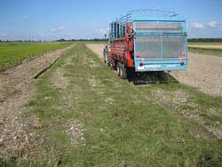 Ein an einem Trecker angehängter Ladewagen lädt gleichmäßig Mahdgut einer artenreichen Erntefläche auf einer Restitutionsfläche im Norden Münchens ab.