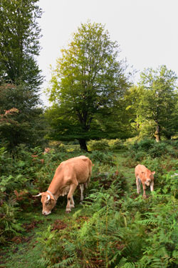 Halboffene Weidefläche mit einzelnen Hutebuchen und Adlerfarn-Dickichten, auf der eine Kuh mit Kälbchen grast.