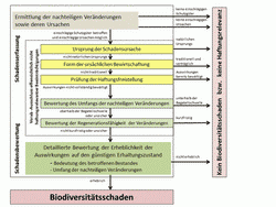 Flussschema, das die Schritte der Schadenserfassung und Schadensbewertung schrittweise abarbeitet und im Falle der Erheblichkeit bis zur Bewertung als Biodiversitätsschaden führt.