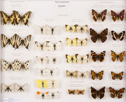 Insektenkasten mit präparierten Tagfalter-Imagines der „Fauna bavarica“ aus den Familien der Ritterfalter (Papilionidae), Weißlinge (Pieridae) und Edelfalter (Nymphalidae) (Foto: Zoologische Staatssammlung München).