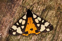 Nahaufnahme des  Schwarzen Bären (Arctia villica)  mit ausgebreiteten schwarz-weiß gefleckten Vorder- und orange-schwarz gefleckten Hinterflügeln.