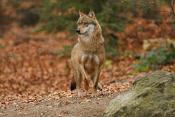 Ein Jungwolf (Canis lupus) läuft über einen laubbedeckten Waldboden und schaut aufmerksam zur Seite, als würde er Witterung aufnehmen. Im Vordergrund ist ein Felsen zu sehen.