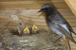 Nahaufnahme eines Nestes unter einem Dachvorsprung. Im Nest sitzen 3 kleine Vögel mit aufgesperrten Schnäbeln, am Nestrand ein adultes Hausrotschwanzweibchen.