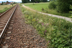Aufnahme eines Blühstreifens entlang einer Bahnschiene mit Feldgehölzen im Hintergrund.