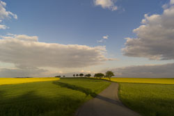 Zwischen grünen Feldern verläuft ein Weg, im Hintergrund sind leuchtend gelbe Rapsfelder zu sehen, den Weg säumen einzelne Bäume. Über den blauen Himmel ziehen Wolken hinweg und werfen Schatten auf die Felder.
