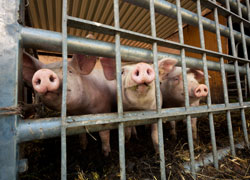 Drei Schweine schauen durch ein Gitter aus dem Stall heraus.